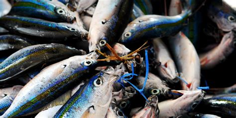 ¿Qué pez? Breve guía para comer pescado   Animal Gourmet