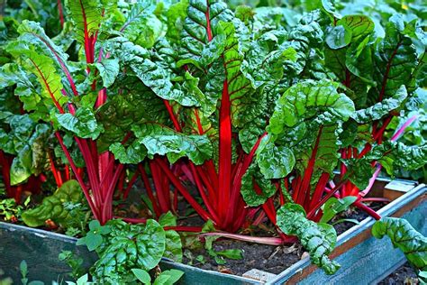 Qué plantar con poco sol: hortalizas y aromáticas   Huertum