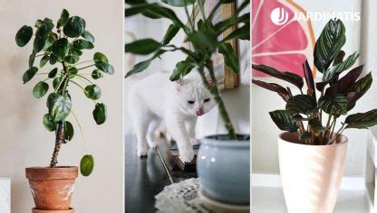 ¿Qué plantas son seguras para los gatos?   Jardinatis