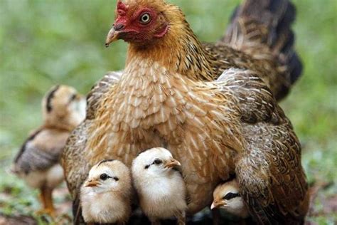 ¿Qué razas de gallinas son las mejores madres? | Criar ...