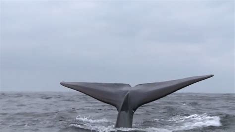 ¿Qué sabes de la ballena azul?   YouTube