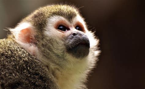 ¿Qué se necesita para tener un mono capuchino en casa?