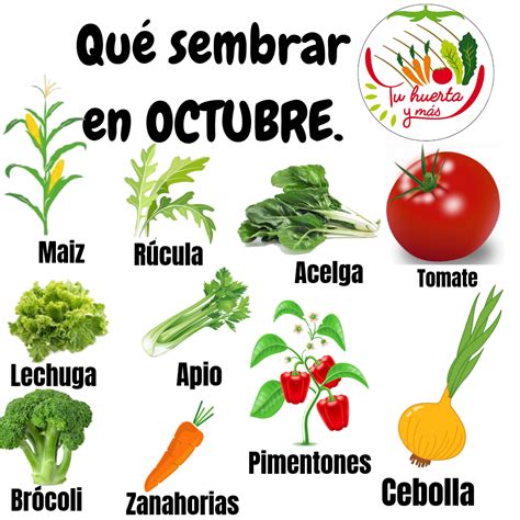 Qué sembrar en octubre | Cultivo de plantas, Cultivo de ...