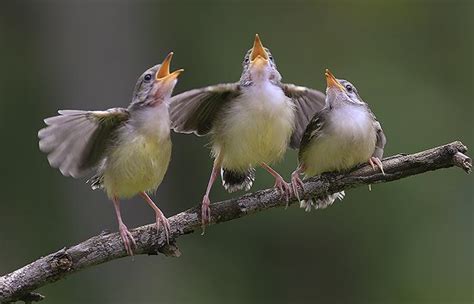 ¿Qué significa cada sonido de los pájaros?