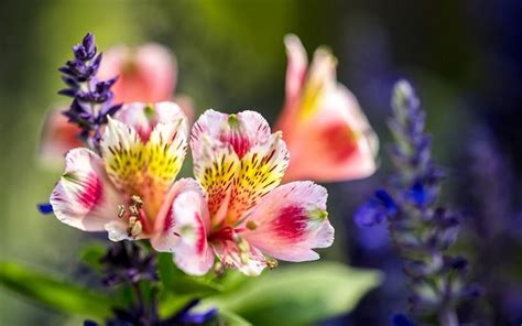 Qué significa el nombre de las 15 flores más bellas del mundo