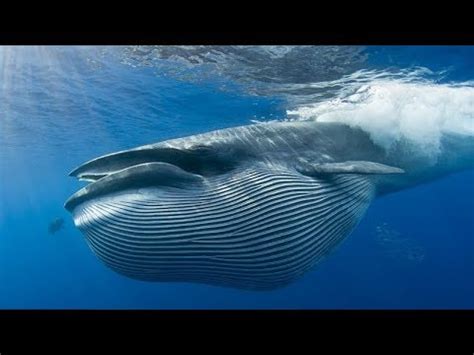 ¿Qué significado tiene soñar con ballenas?   YouTube