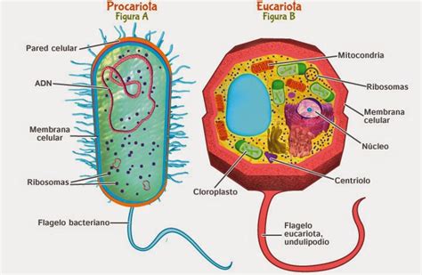 ¿Qué son las células eucariotas y qué son las células ...