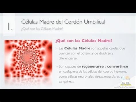 Que son las Células Madre del Cordón Umbilical   YouTube