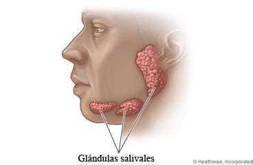 Que Son Las Glandulas Salivales   SEONegativo.com