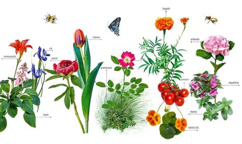 Qué son las plantas concepto para niños de primaria ...