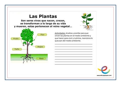 Que son las plantas, partes y funciones de las plantas