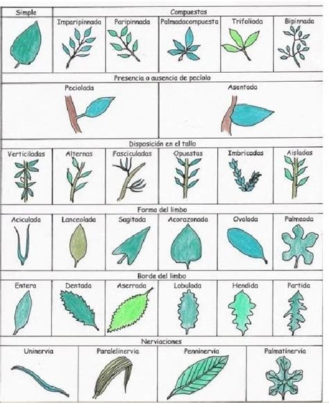 Que son las plantas, partes y funciones de las plantas