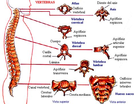 ¿ Que son las vertebras ? tipos y apófisis de las ...