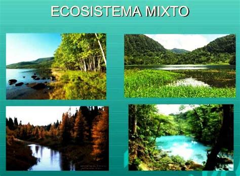 ¿Que son los ecosistemas? ️ » Respuestas.tips