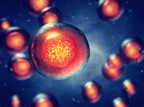 Qué son realmente las células madre y para qué sirven ...