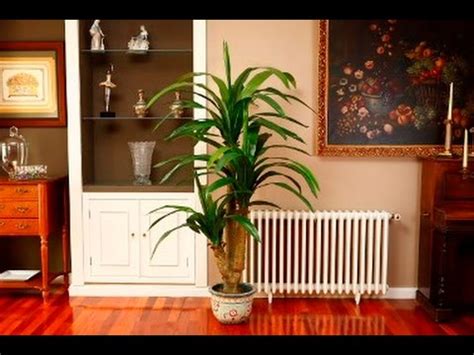 ¿Qué tipos de plantas colocar dentro de la casa?   YouTube