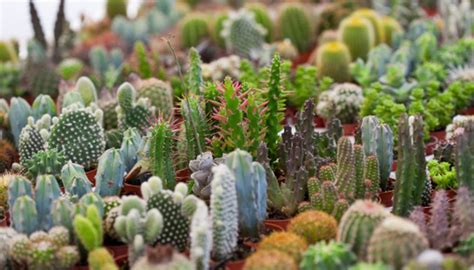 Qué tipos de plantas se encuentran en el desierto seco ...