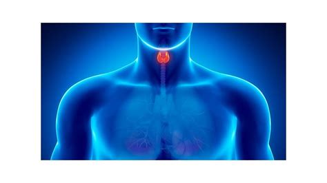 Qué trastornos pueden afectar a la tiroides