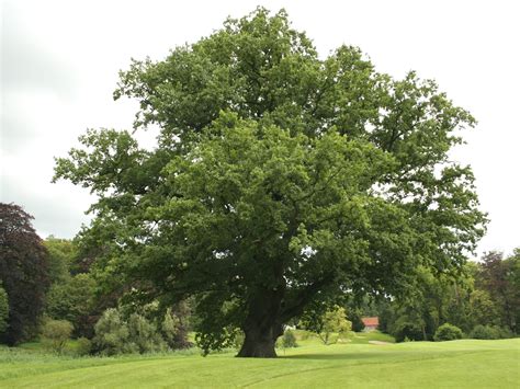 Quercus robur, el roble carballo | Jardineria On