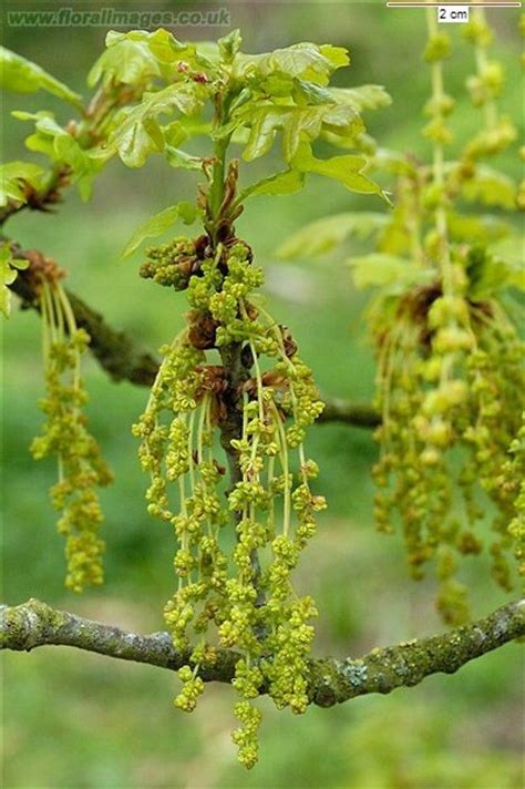 Quercus robur  English oak : Go Botany | Luxury garden ...