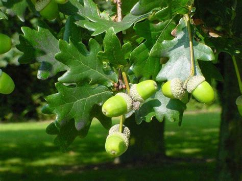 Quercus Robur   Roble común   Carballo — Verdify