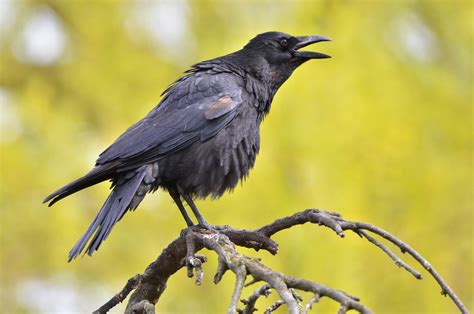 Questions About Crows And Other Corvids? We’ve Got You Covered
