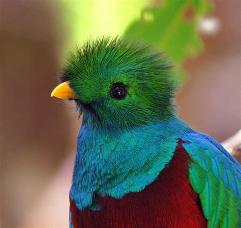 Quetzal, el ave más bella de América en peligro de extinción – Sala de ...