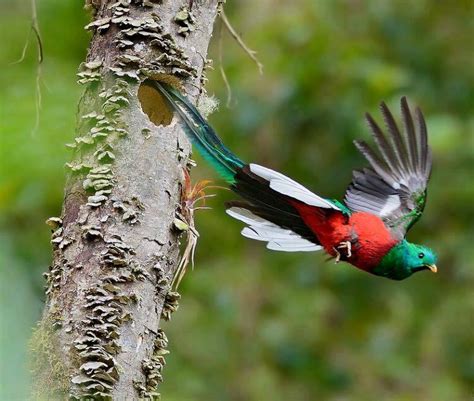 Quetzal, el ave más bella de América en peligro de ...