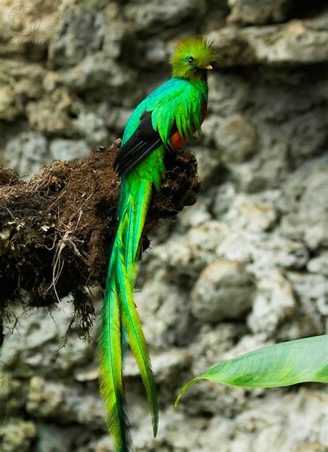 Quetzal, el ave más bella de América