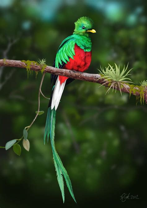 quetzal pajaro volando   Buscar con Google | Ave quetzal ...