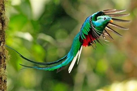 Quetzal | Pájaros hermosos, Arte de aves, Animales majestuosos