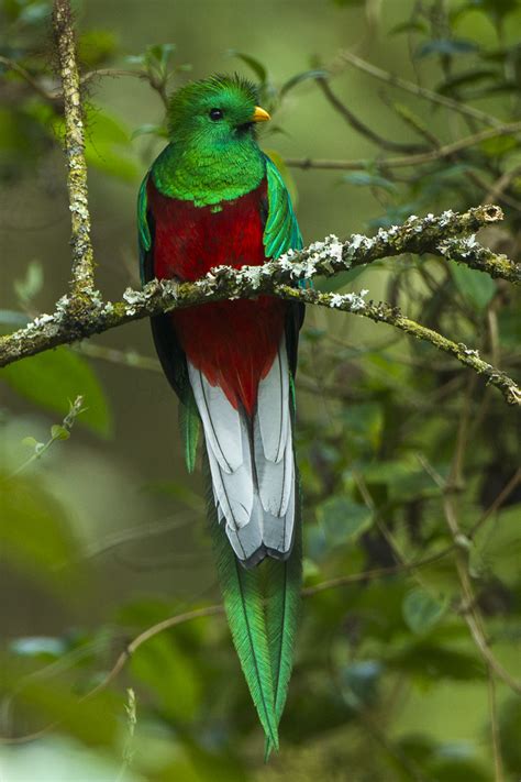 Quetzal  vogel    Wikipedia