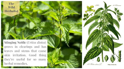 Quick Wildflowers Facts   Nettles | Wild flowers ...