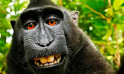 ¿Quién ganó el caso de la selfie del mono macaco?