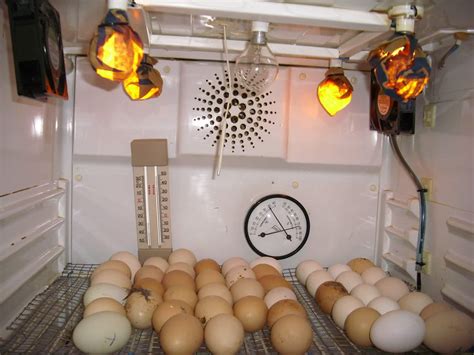 ¿Quieres Saber Como Incubar Huevos De Gallina? Descubrelo Aqui
