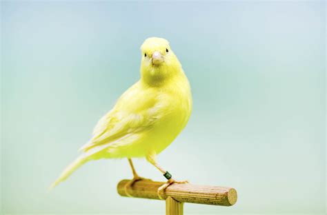 ¿Quieres Saber Todo Sobre las Aves Canoras? Descúbrelo Aquí