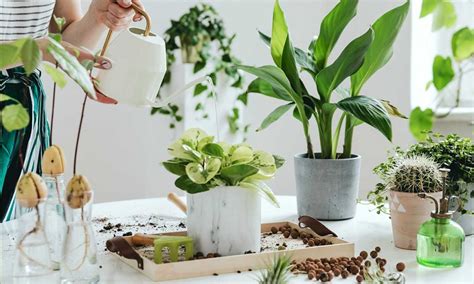 ¿Quieres una planta de interior? Estas son las mejores opciones — FMDOS