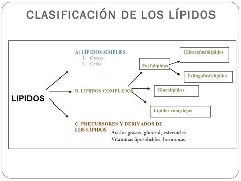 Química de los lípidos