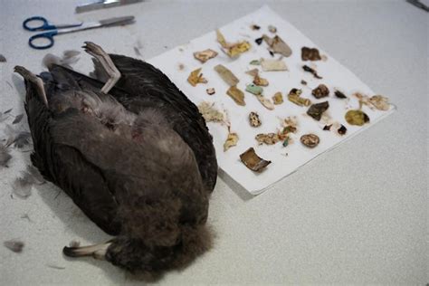 Químicos tóxicos se acumulan en las aves marinas que comen plástico ...