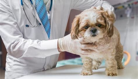 Quistes interdigitales en perros   Síntomas y tratamiento