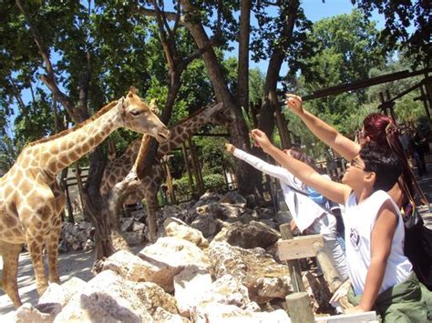 Ração para as girafas – Foto de Lisbon Zoo  Jardim ...