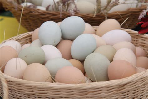Radio Mundo Rural: Huevos criollos, alimento esencial para la salud
