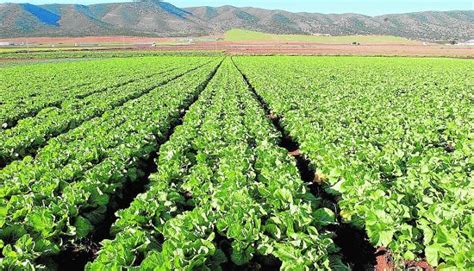 Radiografía de la agricultura ecológica en España | Diario Sur