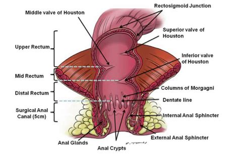 Radioterapia preoperatoria en cáncer de recto: ¿Ciclo ...