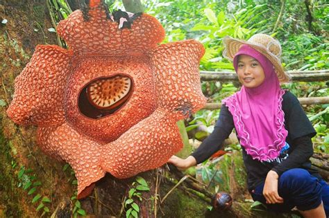 Raffesia arnoldii: La flor mas grande del mundo | La Reserva
