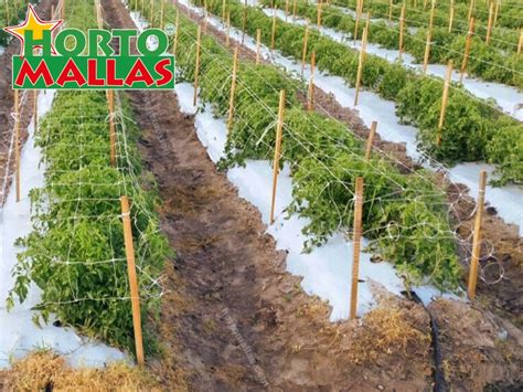 Rafia para tomates   HORTOMALLAS, el soporte de tu cultivo