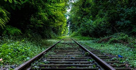 Railway Surround by Trees · Free Stock Photo