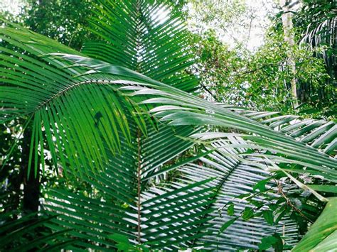Rainforest palm tree decorations | earth2mother