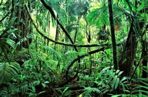 Rainforest | What is, characteristics, fauna, flora ...