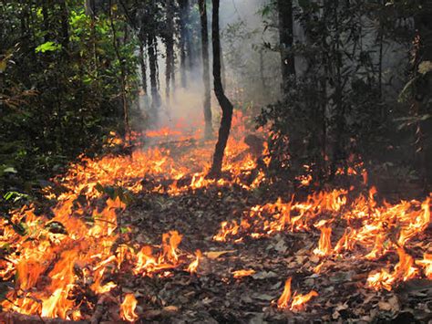 Rainforests on fire: climate change is pushing the Amazon ...